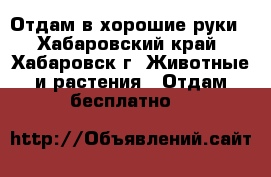 Отдам в хорошие руки - Хабаровский край, Хабаровск г. Животные и растения » Отдам бесплатно   